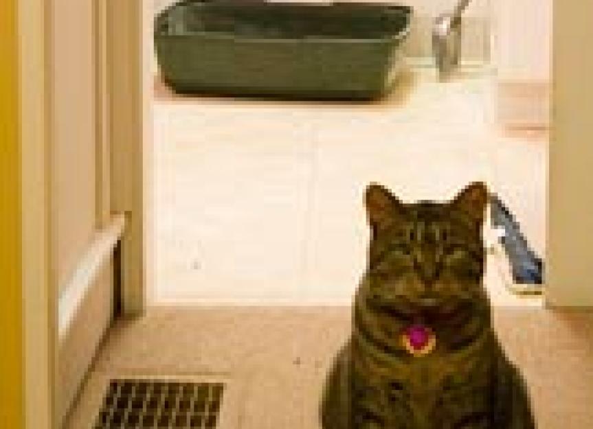 Feline Urinary Issues: Common Medical Causes of Inappropriate Urination