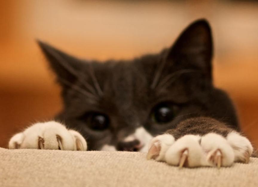 Are Cats Evil, Mean, or Vindictive by Nature PetMD