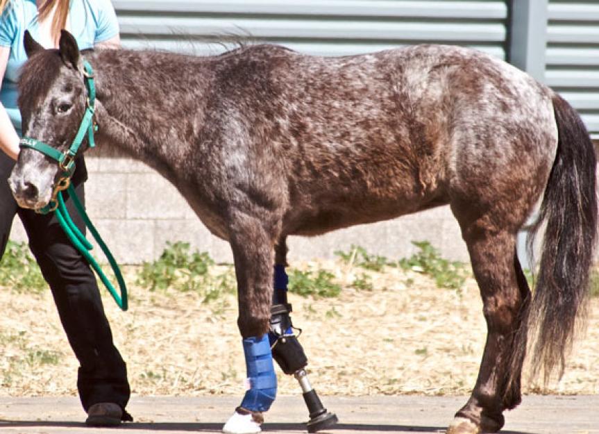 The Will to Walk – Prosthetic Limbs for Horses