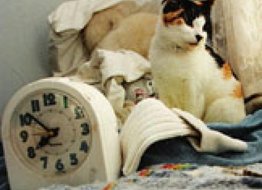 Are Your Cats Keeping You Up at Night?