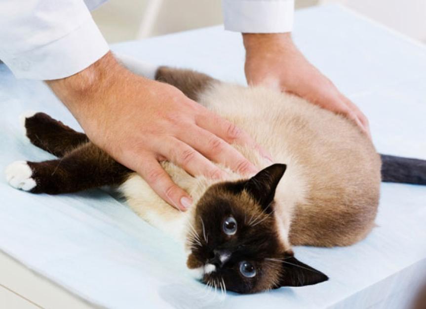 Feline AIDS and Other Infectious Diseases in Cats on the Rise PetMD