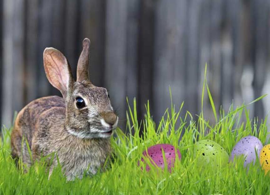 警惕“复活节兔子”的诱惑