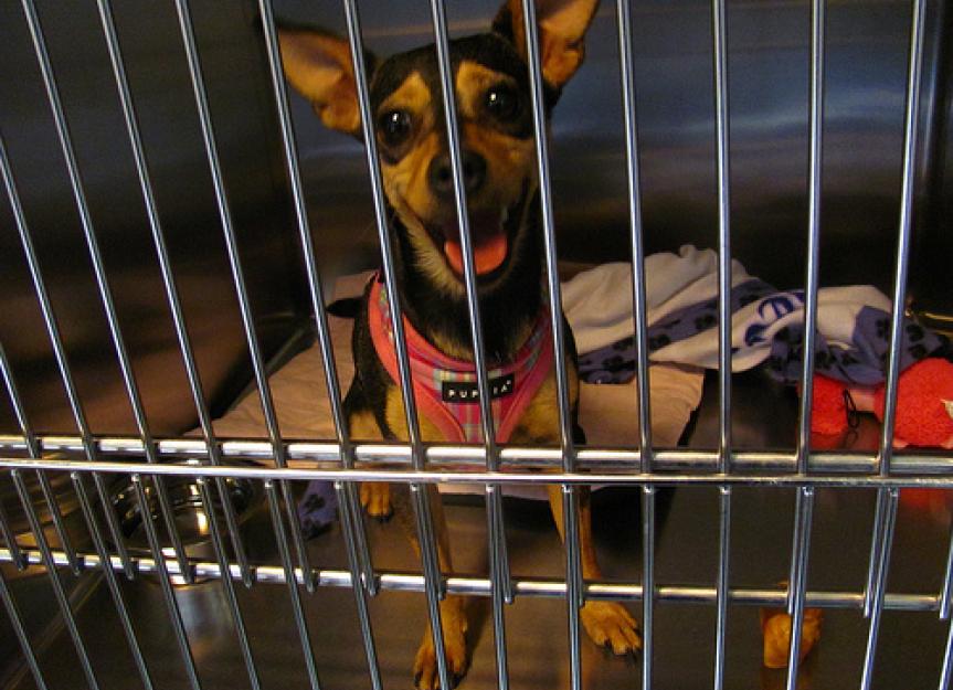 Boarding Your Dog (and Cat) PetMD