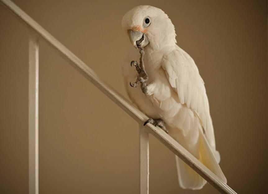 How to Trim Your Bird's Nails and Live to Tell the Tale PetMD