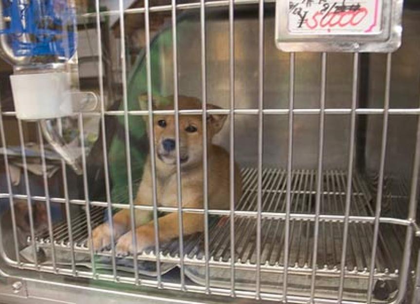 ASPCA Launches New Campaign to End Puppy Mills