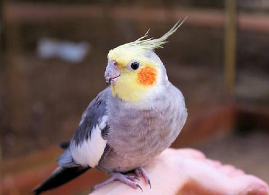 Bird Care 101 PetMD