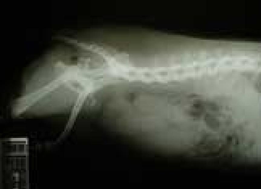 Using Diet to Treat Bladder Stones Nutrition Nuggets Dog PetMD