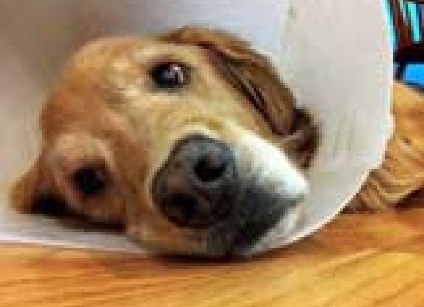 Easier Treatment for Aural Hematomas