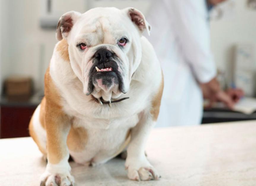 Diagnosing Worms in Pets Not Always Simple