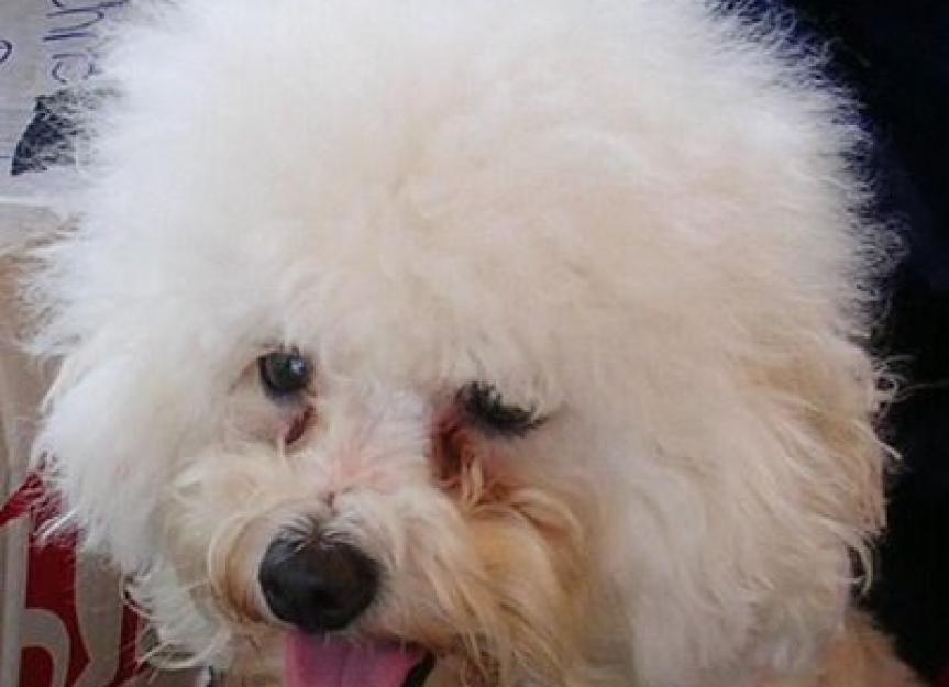 Sad eyes? How to remove tear stains from your pet’s eyes
