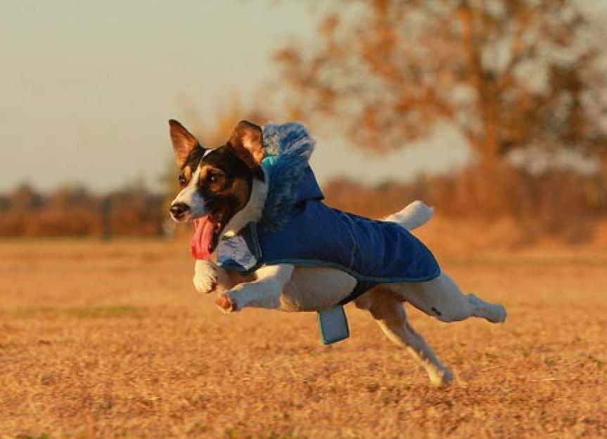 Do Dogs Need Sweaters in Winter? PetMD