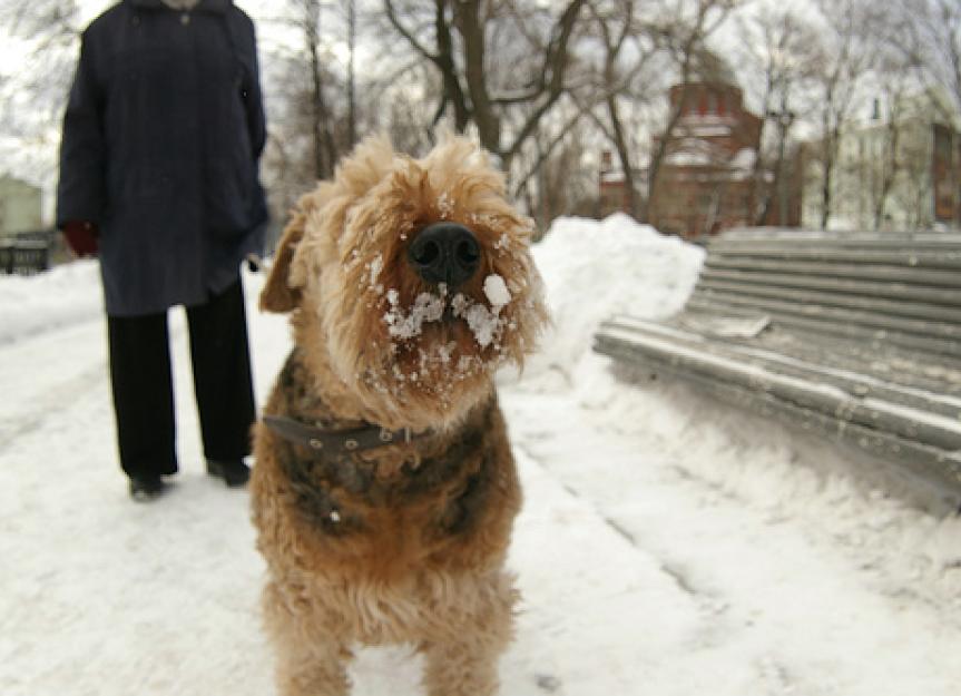 Winter Walking Dangers for Cats and Dogs