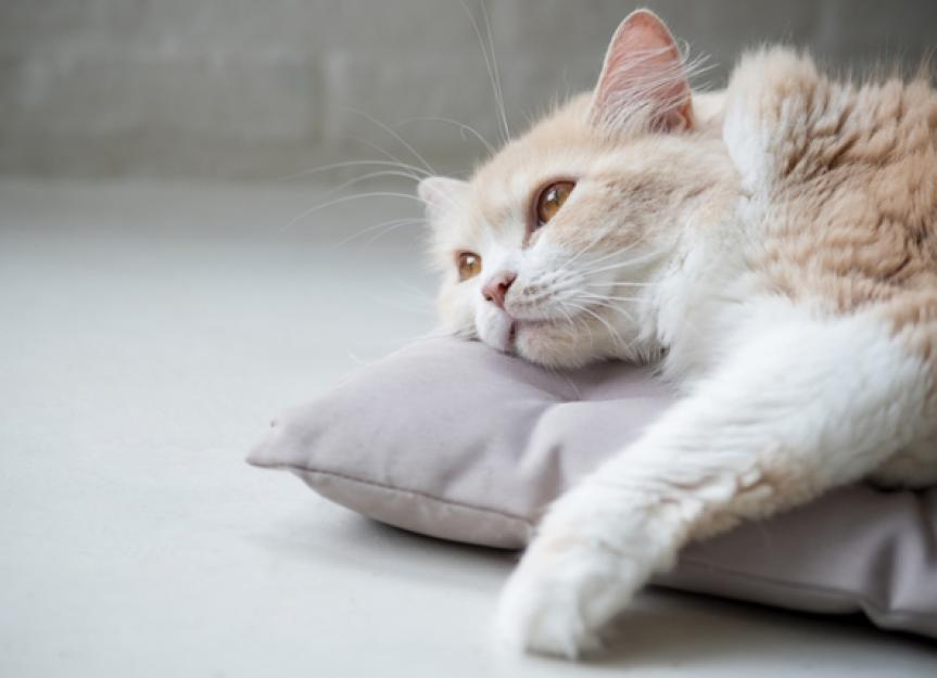 Different Types of Anemia in Cats, Explained PetMD