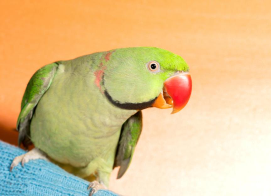 How to Treat a Bird's Broken Beak | PetMD