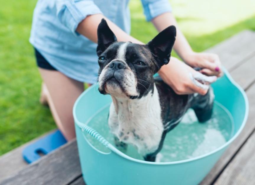 Guide to Oatmeal Baths for Dogs PetMD
