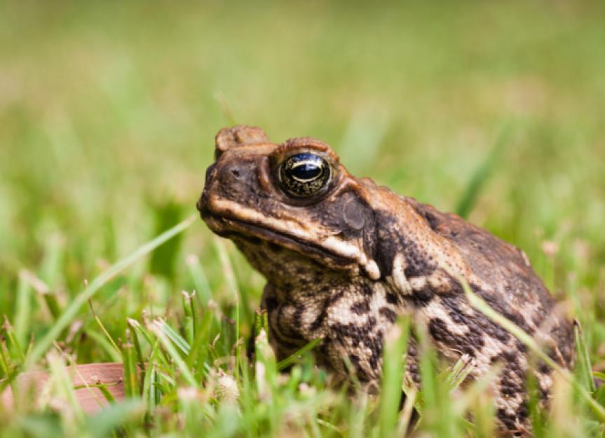 It’s Bufo Toad Season: Take Care With Your Dogs