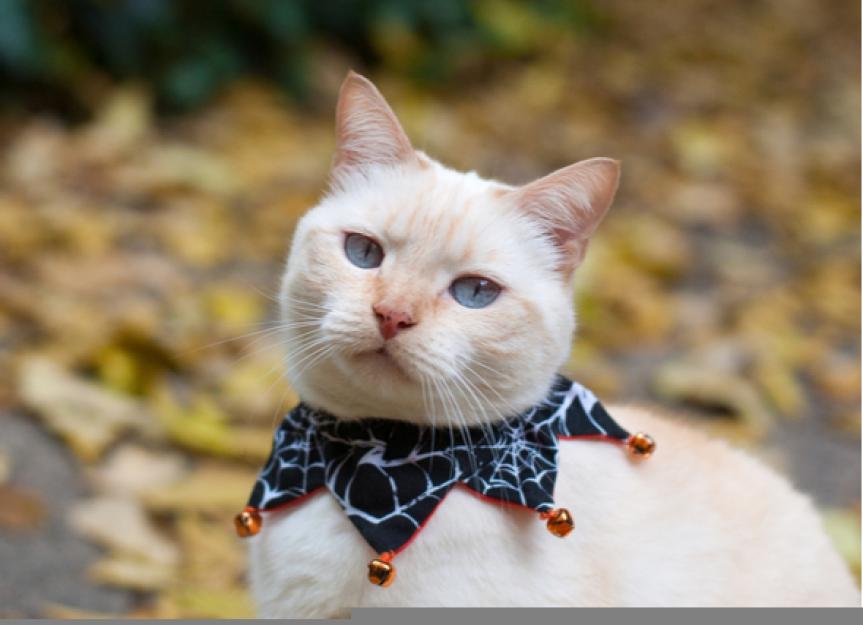 5 Minimalist Cat Costumes That Your Cat Might Not Hate
