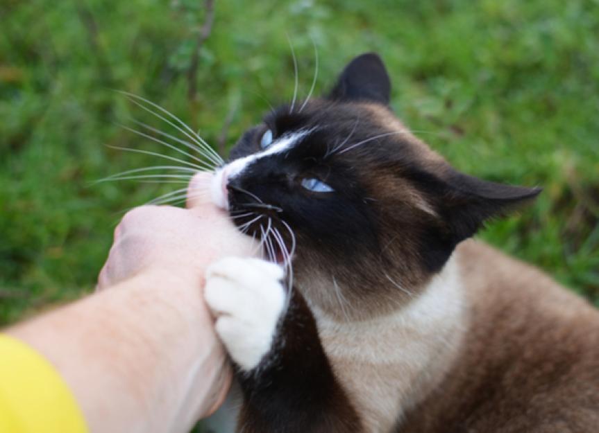 How to Read Cat Behavior to Reduce the Risk of Cat Bites
