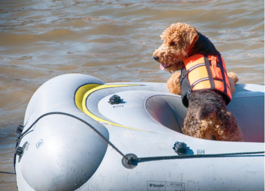 带你最好的朋友划船的狗安全提示