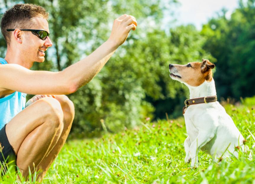 How to Teach a Dog to Sit No Matter Where You Are