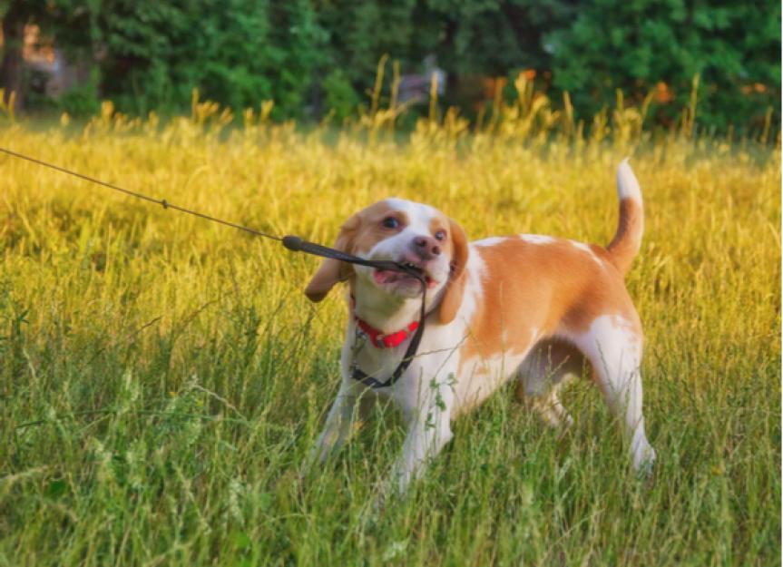 Why Your Dog Won’t Walk on the Leash, From Dog Training to Health