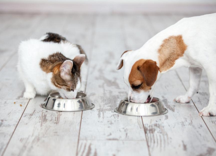 A Veterinarian’s Perspective on GrainFree Dog Foods and GrainFree Cat