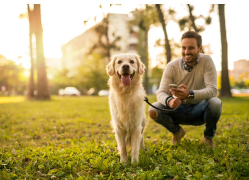 How to Apply the Premack Principle to Dog Training | PetMD