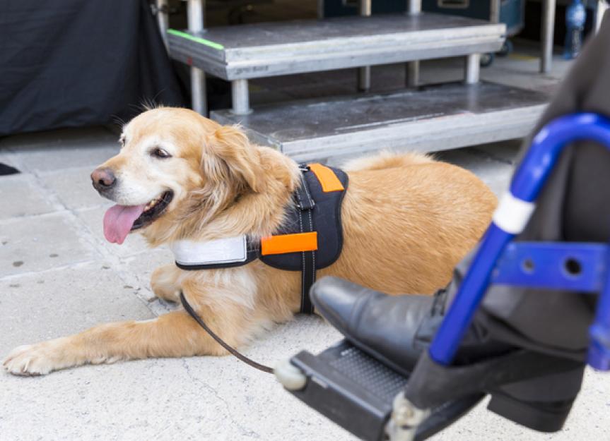 What’s the Difference Between Service Dogs, Emotional Support Dogs and Therapy Dogs?