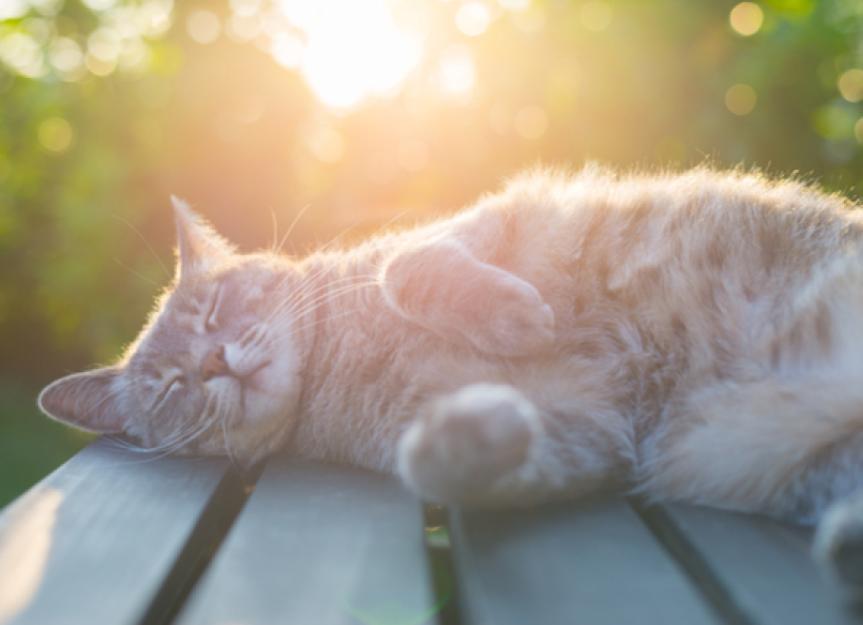 太阳能在猫皮炎:猫如何防止晒伤