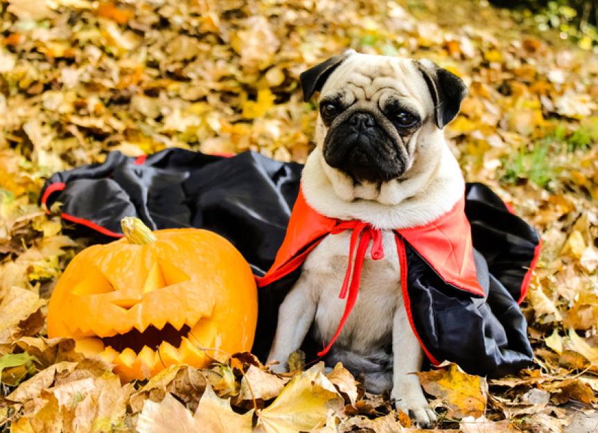 Halloween Safety Tips: What Not to Do to Your Pet on Halloween | PetMD