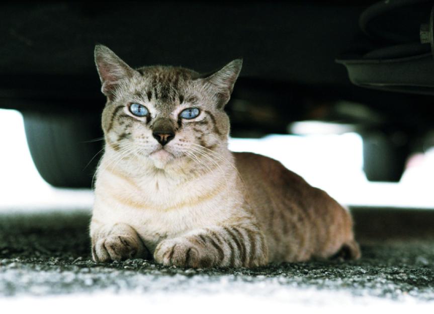 Cat Safety What to Do If Your Cat Is Hit by a Car PetMD
