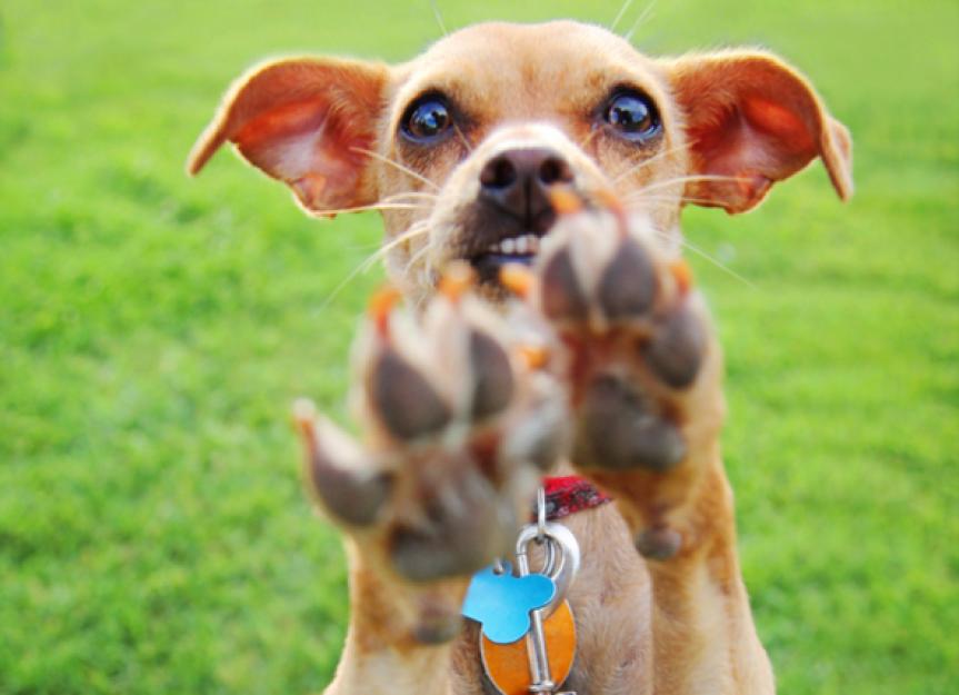 What to Do If a Dog Scratches You PetMD