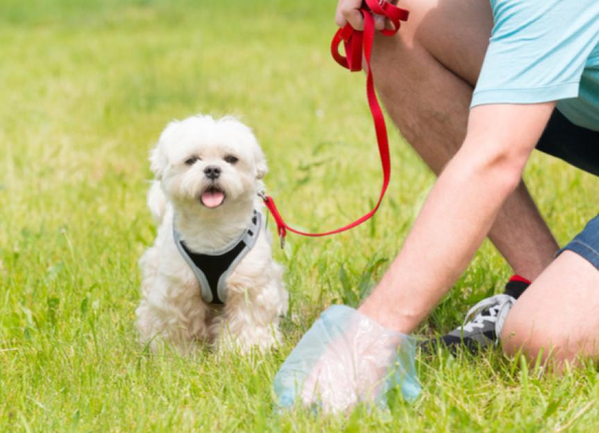 Are There Eco-Friendly Dog Poop Cleanup Options?