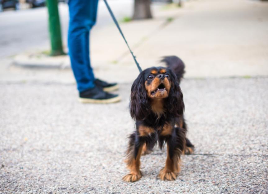These Dog Training Tips Can Help Your Pup Overcome Leash Reactivity