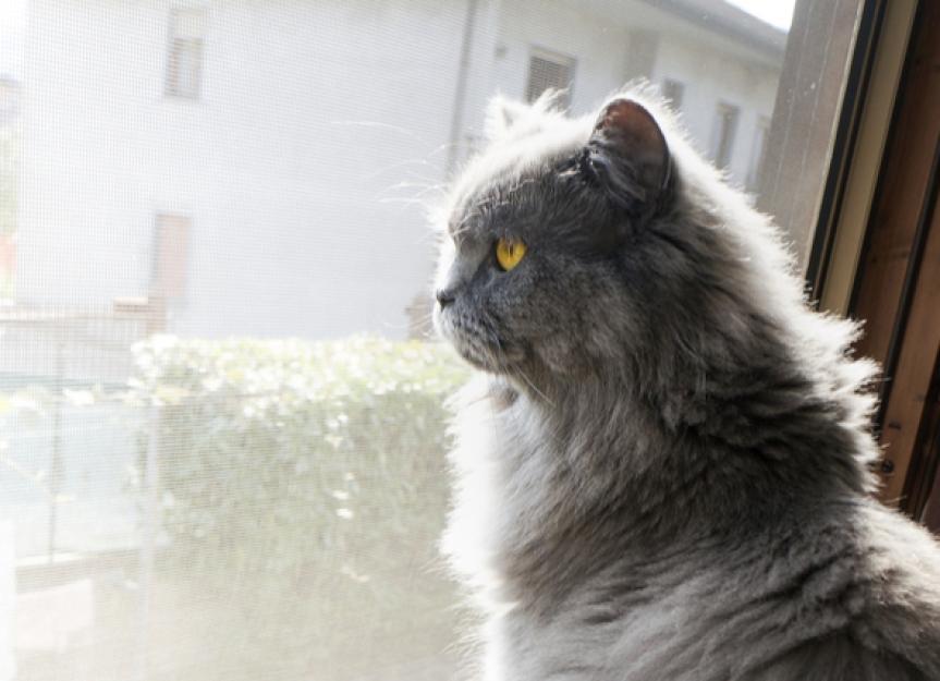 Is Shaving a Cat a Good Idea to Keep Them Cool in the Summer? PetMD