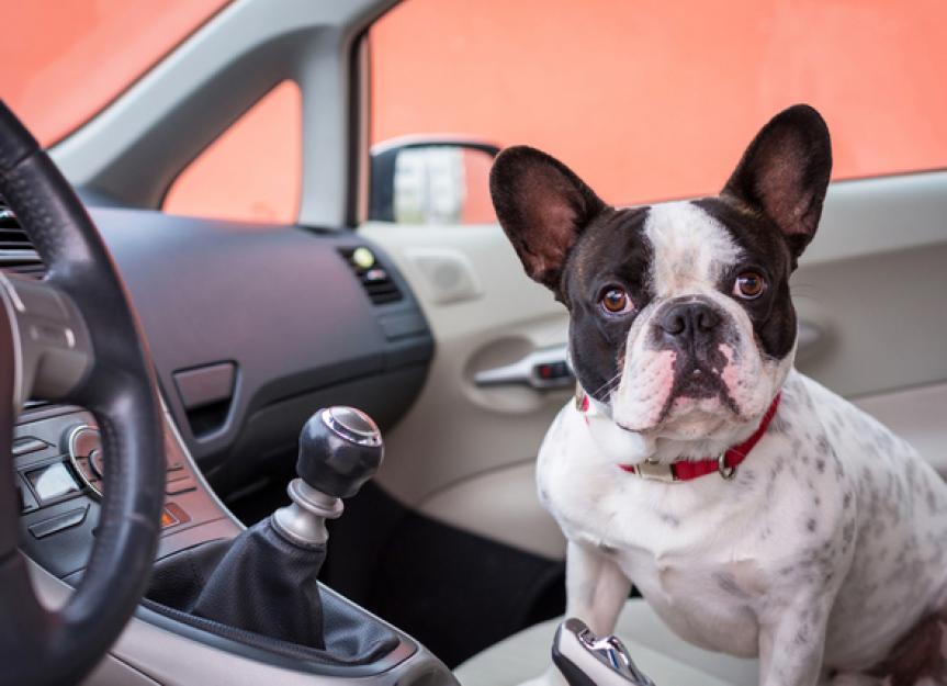 How to Relieve Dog Travel Anxiety