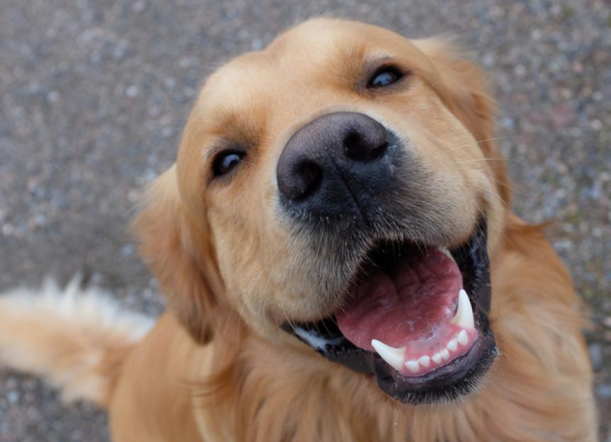 Is a smiling dog good?