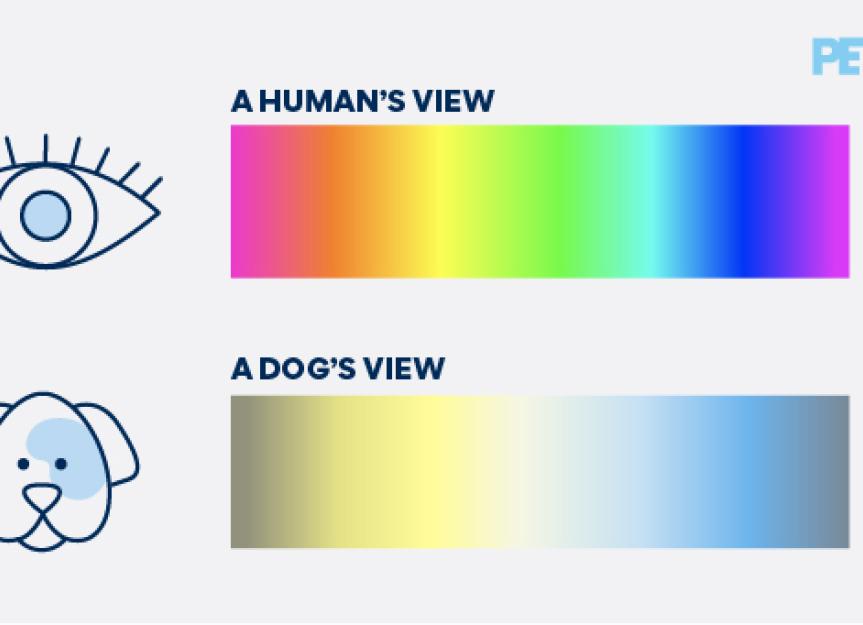Are Dogs Color Blind? Examples of Dog Color Vision | PetMD