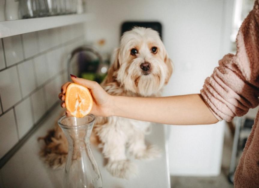 狗能吃橘子吗?