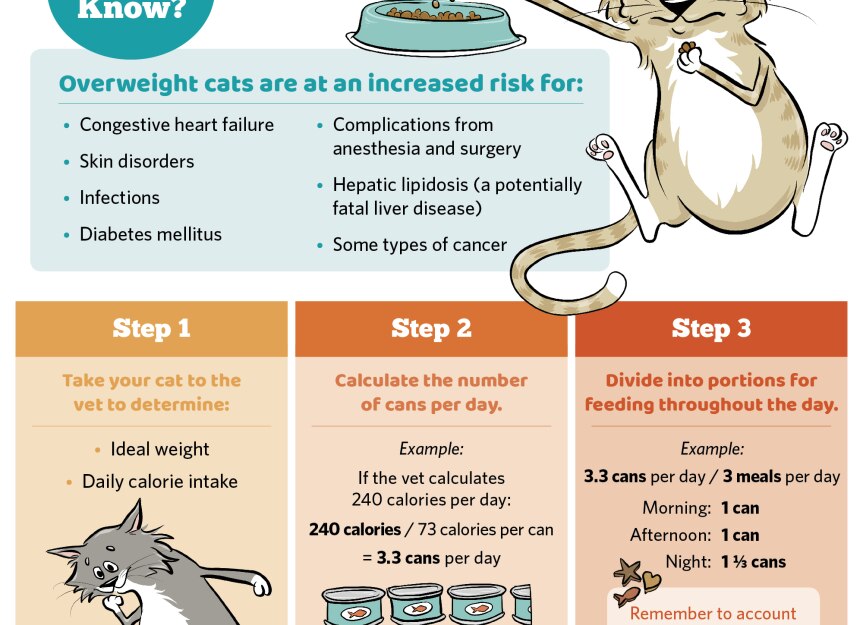 Calculating How Much Wet Food To Feed A Cat Guide PetMD