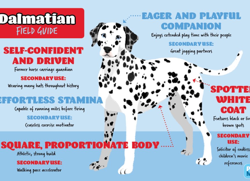 are dalmatians good running dogs