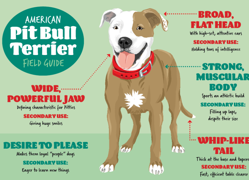 what dogs make a pitbull