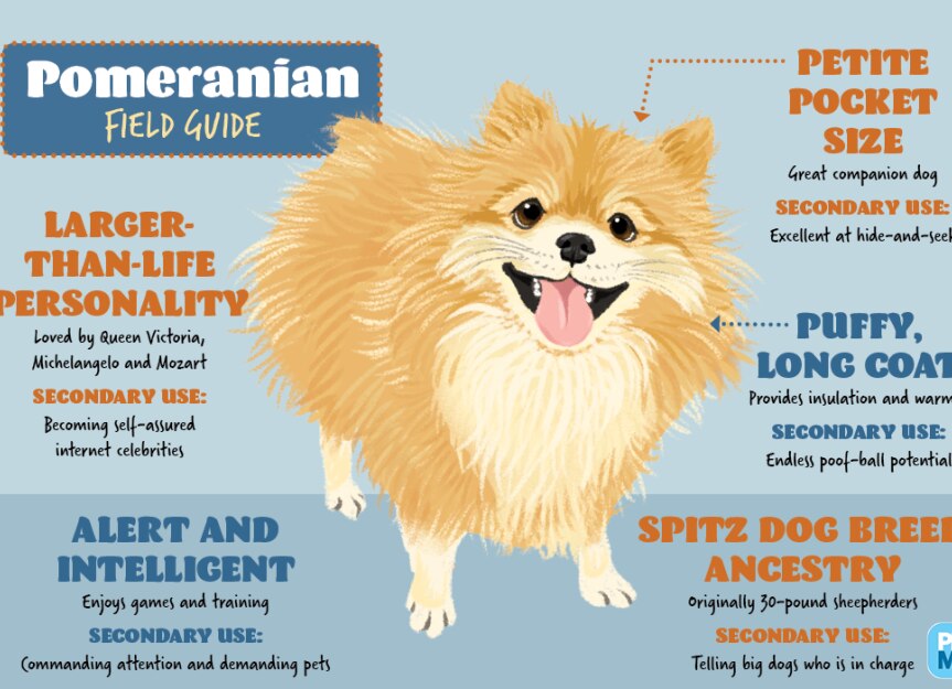 Pomeranian Field Guide