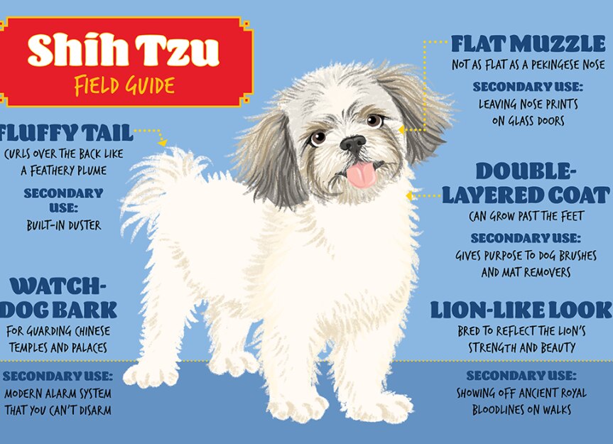 Shih Tzu Dog Breed Field Guide