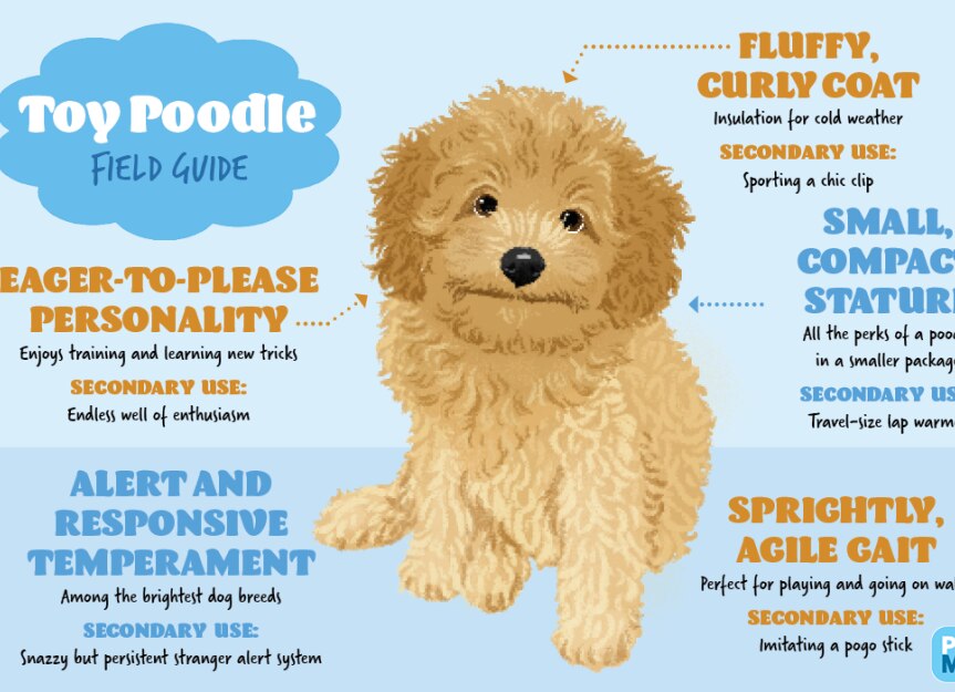 Toy Poodle Field Guide