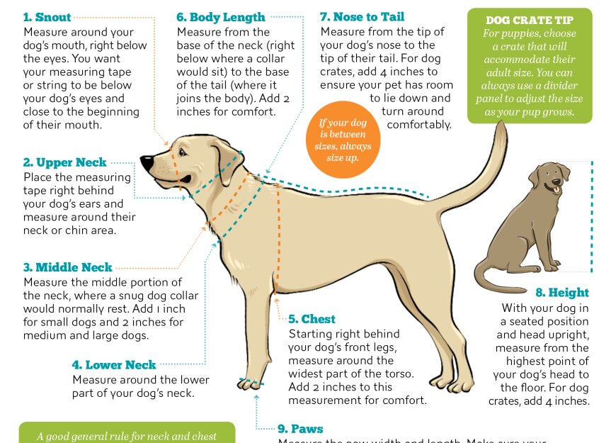 Guide for Finding Dog Measurements for All Your Dog Supplies PetMD