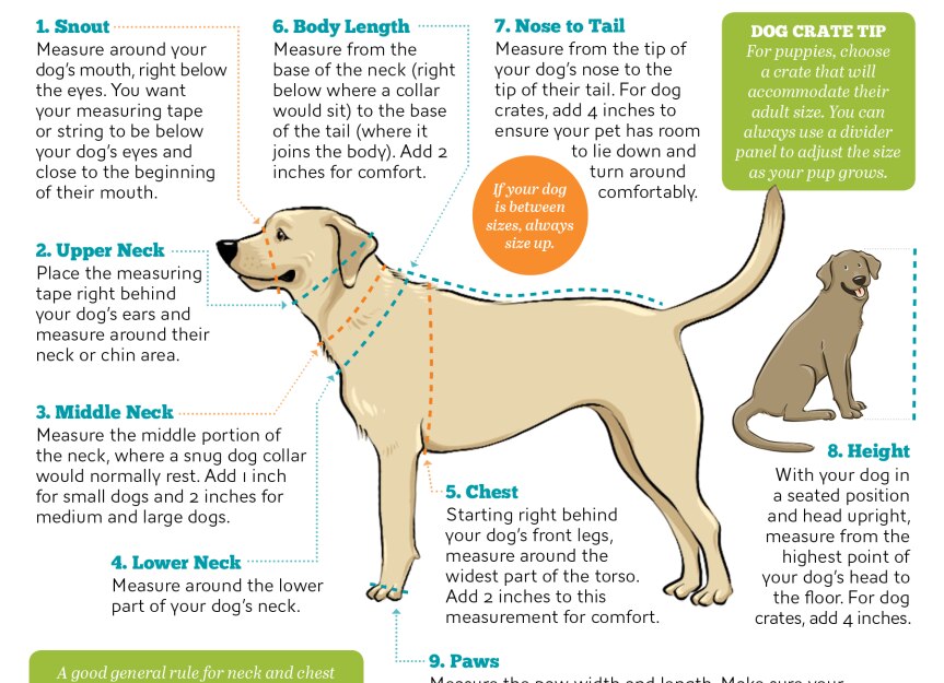 为你所有的狗狗用品寻找狗狗测量指南