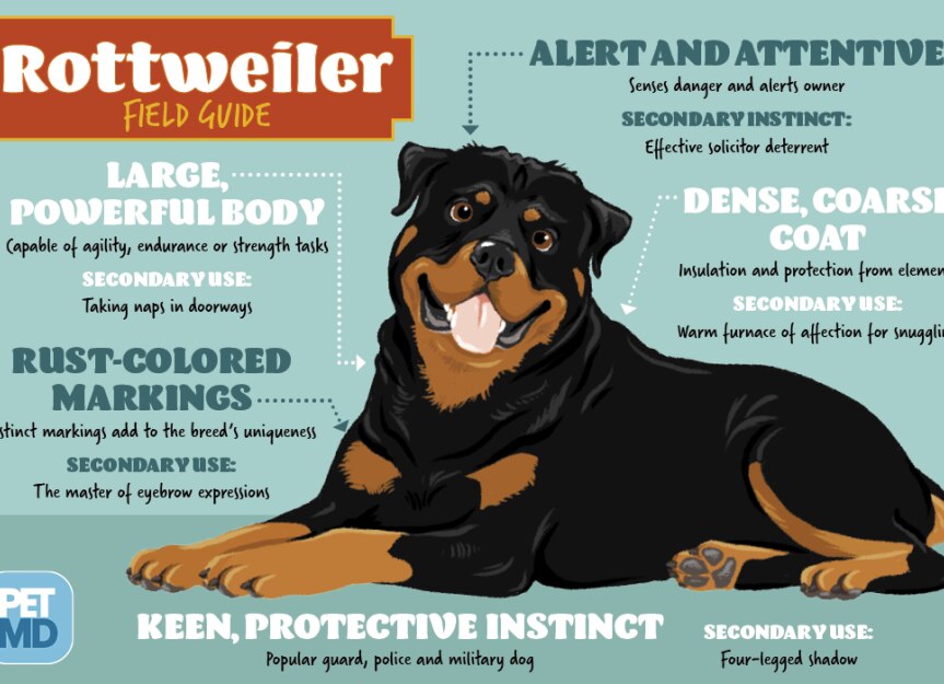 Rottweiler Field Guide