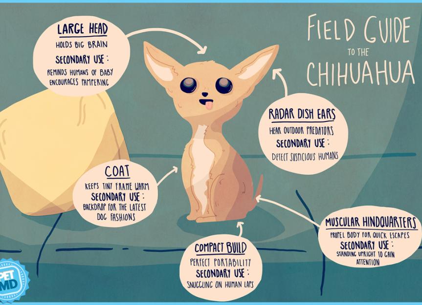 Chihuahua Field Guide