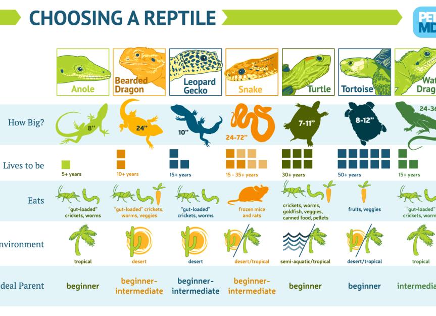 Choosing Pet Reptiles